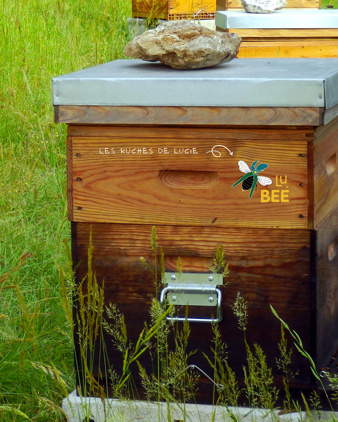 Identité visuelle - Apicultrice - Marine Delanneau Communication